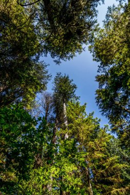 Pasifik kıyısı orman manzarası - Pasifik kıyısı yağmur ormanı, Bc, Kanada