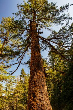 Nehrin üzerinde yükselen Qualicum Falls, Vancouver Adası, Bc, Kanada