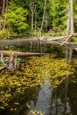 Orman kenarında doğanın işi. Kaçakçı Koyu, Günışığı Sahili, Bc, Kanada