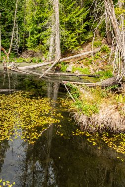 Orman havuzu renkleri. Kaçakçı Koyu, Günışığı Sahili, Bc, Kanada