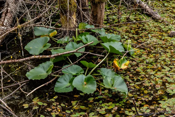 Thick wild growth on the forest floor.Smuggler's Cove, Sunshine Coast, BC, Canada — 스톡 사진