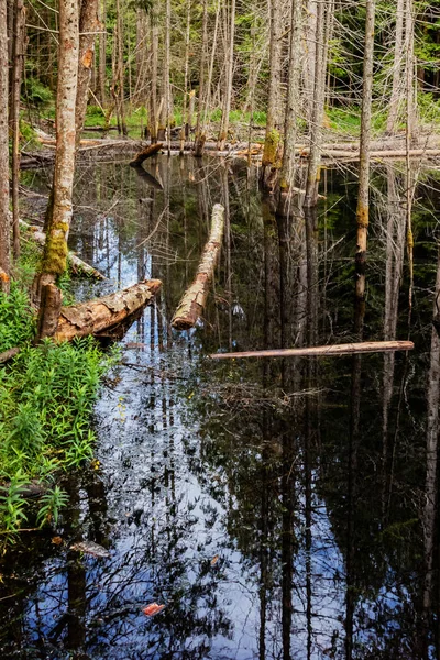 Delvis brændt skov. Smuglerbugt, Sunshine Coast, BC, Canada - Stock-foto