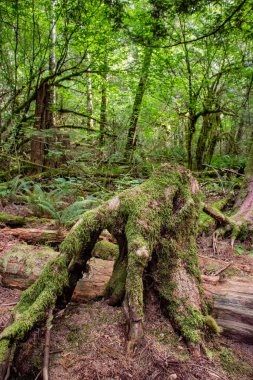 Yağmur ormanlarının garip ağaç oluşumları, Squamish, BC, Kanada