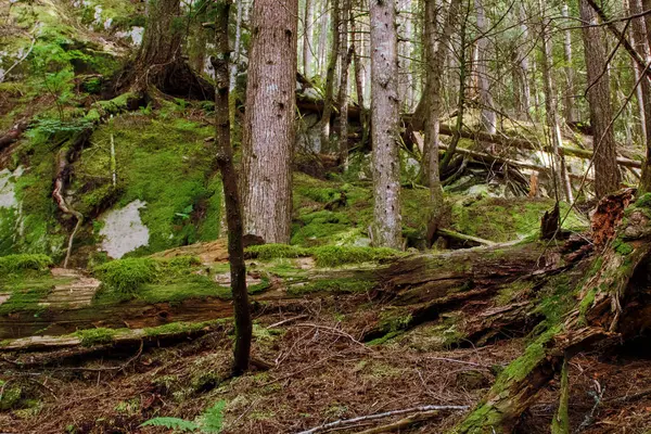 Muschio Cresce Ovunque Nella Foresta Pluviale Squamish Canada — Foto Stock