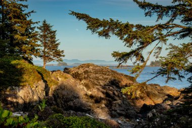 Yaz akşamları plaj manzarası, Ucluelet, Vancouver Adası, Bc, Kanada