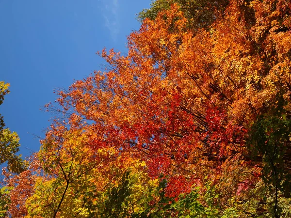 Imágenes Del País Lacustre Ontario Que Muestran Follaje Colores Salpicantes — Foto de Stock