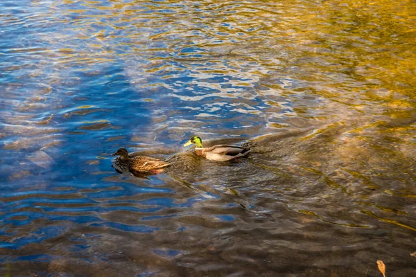 Καναδέζικες Χήνες Απασχολημένες Στο Credit River Mississauga Οντάριο Καναδάς — Φωτογραφία Αρχείου