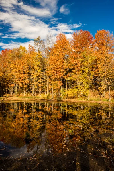 Reflexões Queda Cores Douradas Perto Caledon Ontário Canadá — Fotografia de Stock