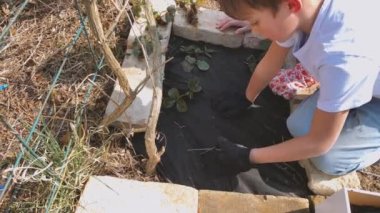 Anne ve oğul bahçede çilek filizleri dikiyorlar.