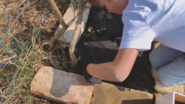 Mutter Und Sohn Pflanzen Erdbeersprossen Hochbeet Garten — Stockvideo