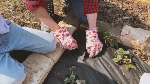 Mother Son Planting Strawberry Sprouts Raised Bed Garden — Stock Video