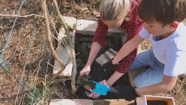 Madre Hijo Plantando Brotes Fresa Cama Elevada Jardín — Vídeos de Stock