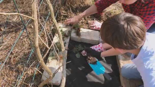 Mãe Filho Plantando Brotos Morango Cama Levantada Jardim — Vídeo de Stock