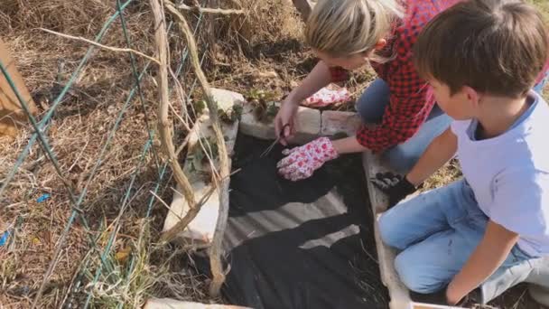母亲和儿子在花园的高地上种植草莓芽 — 图库视频影像
