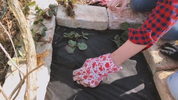 Μητέρα Και Γιος Φύτευση Φύτρων Φράουλας Υπερυψωμένο Κρεβάτι Στον Κήπο — Αρχείο Βίντεο