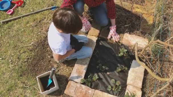 Madre Hijo Plantando Brotes Fresa Cama Elevada Jardín — Vídeos de Stock