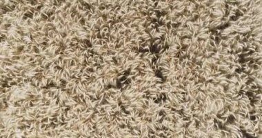 Mısır gevreği tarlasının hava aracı görüntüsü 