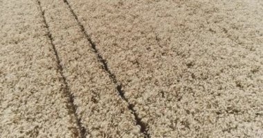 Mısır gevreği tarlasının hava aracı görüntüsü 