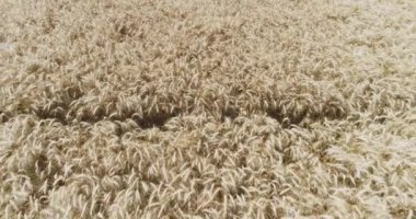 Mısır gevreği tarlasının hava aracı görüntüsü 