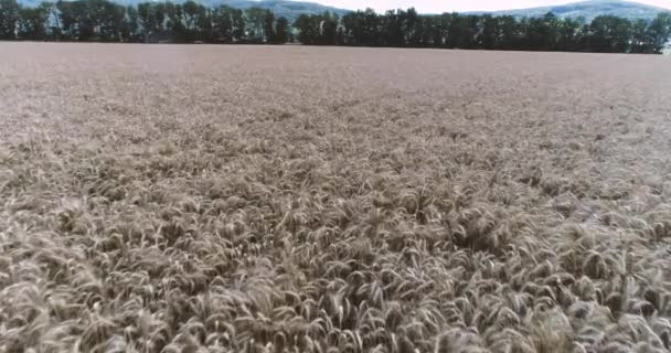 Aerial Drone View Cornfield Cereal Field — Stock Video