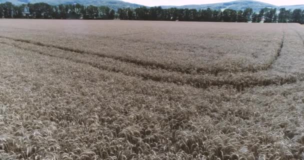 Воздушный Беспилотный Обзор Зернового Поля Кукурузного Поля — стоковое видео