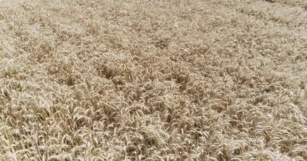 Vista Aérea Del Campo Cereales Del Campo Maíz — Vídeos de Stock