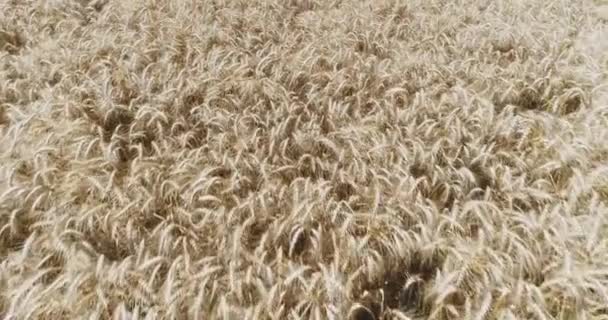 Aerial Drone View Cornfield Cereal Field — Stock Video