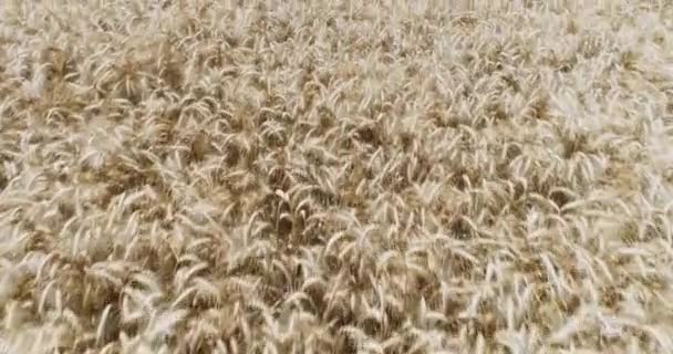 Letecký Pohled Obilné Pole Kukuřičného Pole — Stock video