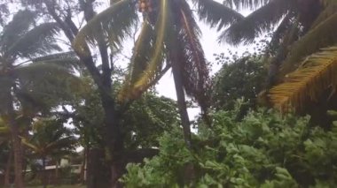 Rüzgarlı bir günde kumlu sahilde palmiye ağaçlarının manzarası 