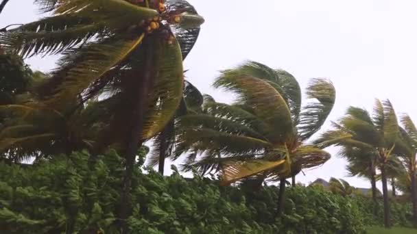 vagues éclaboussantes sur la plage de sable entouré d'arbres tropicaux par temps venteux  
