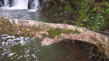 Mauritius Adası 'ndaki göle düşen şelale manzarası