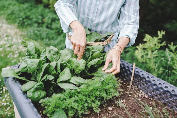 Young Woman Harvesting Radish Raised Bed Garden — Stock Photo, Image