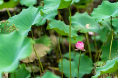 Havuzda bir güzel pembe nilüfer veya lotus çiçeği