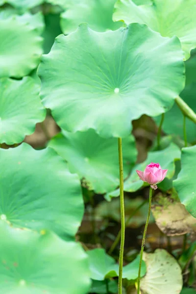 Красивый розовый или лотосный цветок в пруду — стоковое фото