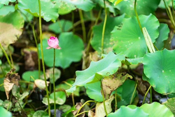 Un frumos crin roz sau floare de lotus în iaz — Fotografie, imagine de stoc