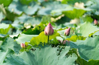 Havuzda bir güzel pembe nilüfer veya lotus çiçeği