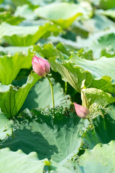 Una hermosa flor de loto o nenúfar rosa en el estanque — Foto de Stock