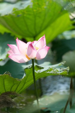 Havuzda bir güzel pembe nilüfer veya lotus çiçeği