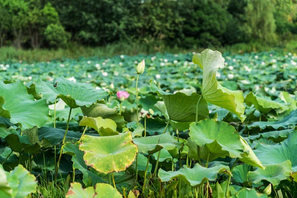 Una hermosa flor de loto o nenúfar rosa en el estanque — Foto de Stock