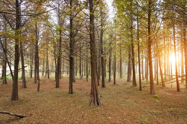Sonbahar Mevsiminde Güzel Orman Doğa Konsepti — Stok fotoğraf