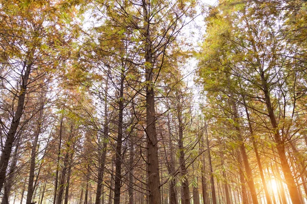 Лес Осенний Сезон Концепция Природы — стоковое фото