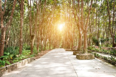 Yükselen güneş, ağaçların sonbahar yapraklarını aydınlatır. 
