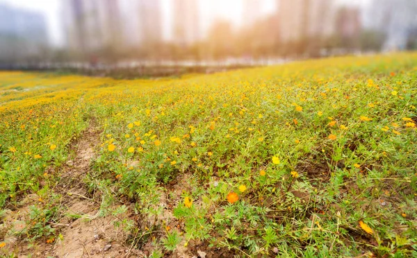 Close Wildflowers Meadow Sunset Background — Stock Photo, Image