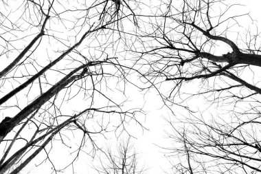 Yapraksız ağaçların arasından yukarı bakıyorum Kış gökyüzünde siluetler