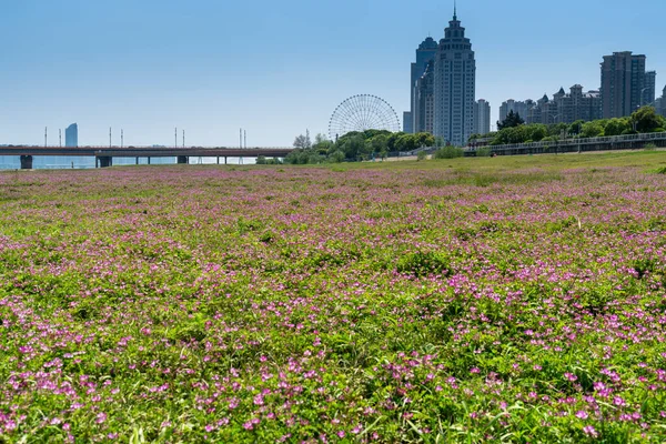 Campo Flores Parque Centro Cidade Cidade Moderna — Fotografia de Stock