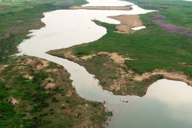 Yeşil çim tarlası, Çimenlerdeki yabani çiçekler