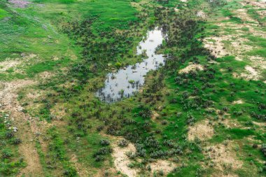 Yeşil çim tarlası, Çimenlerdeki yabani çiçekler