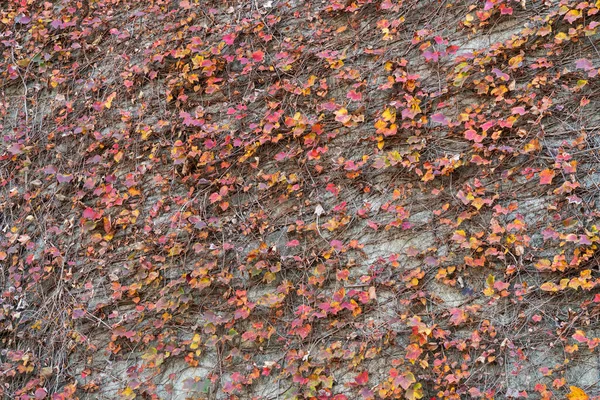 Outono Vermelho Amarelo Colorido Queda Ivy Creeper Uma Parede — Fotografia de Stock
