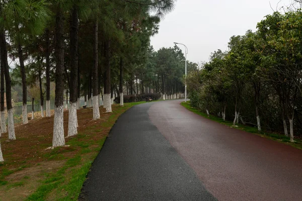 Chemin Pédestre Forêt Sentier Pédestre Dans Les Bois — Photo