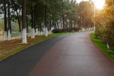 Ormanda yürüyüş yolu. Ormanda yürüyüş yolu